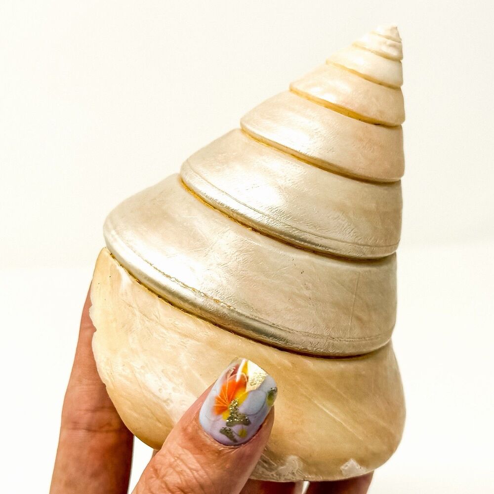Large Natural Pearlized Spiral Sea Shell 4” Mother of Pearl Coastal Decor